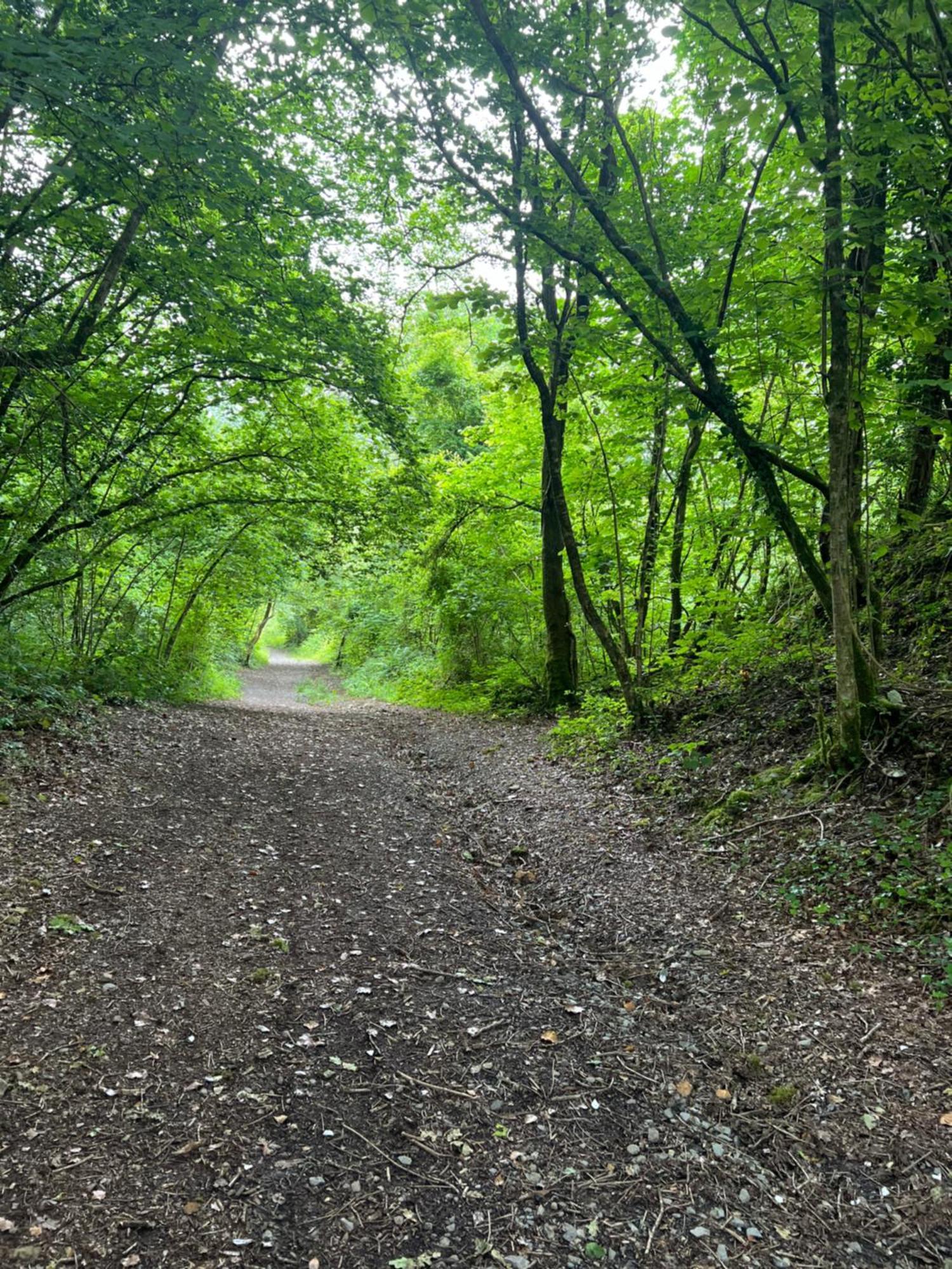 Kabin In The Woods Llandybie Kültér fotó